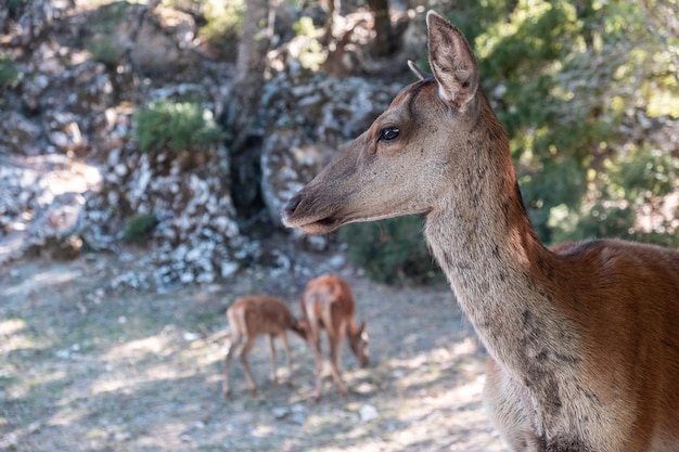 Ciervo rojo salvaje Cervus elaphus en la montaña del bosque de Parnitha Grecia Fondo desenfocado