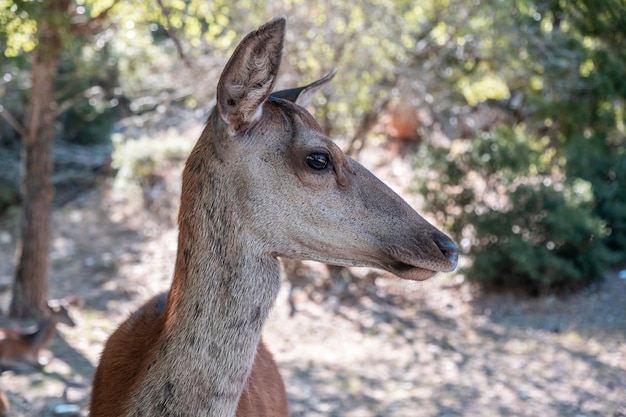 Ciervo rojo salvaje Cervus elaphus en la montaña del bosque de Parnitha Grecia Fondo desenfocado