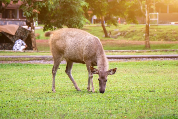 Un ciervo salvaje comiendo hierba en el fondo de la naturaleza es una piscina en el parque nacional de Khao yai, Tailandia