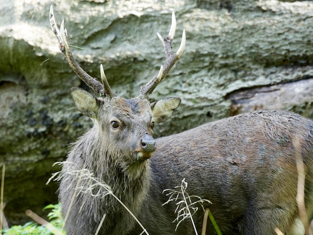 Ciervo Sika Cervus nipón