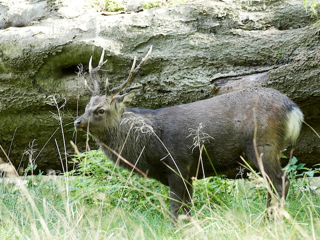 Foto ciervo sika cervus nipón