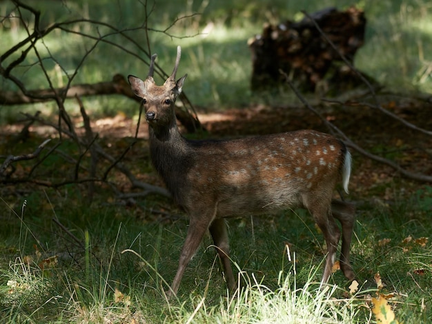 Ciervo Sika Cervus nipón