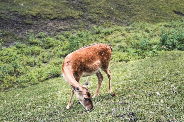 Ciervo sika hembra comiendo hierba