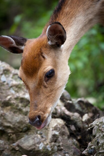 Ciervo Sika lat Cervus nippon doe