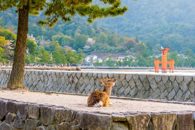 El ciervo y el torii rojo en Miyajima