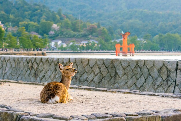 El ciervo y el torii rojo en Miyajima