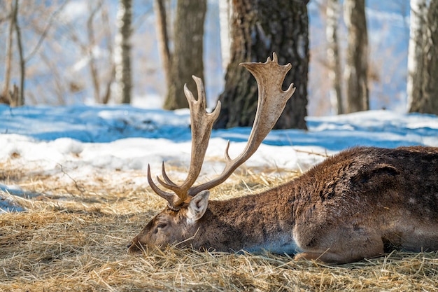 El ciervo yace descansando sobre hierba seca en el bosque en su hábitat natural Ciervo o ciervo europeo Dama dama ciervo de tamaño mediano común en Europa caracterizado por cuernos anchos especialmente en los machos maduros en primavera