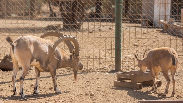 El ciervo en el zoológico