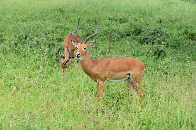 Ciervos y antílopes salvajes libres en la reserva nacional de África con protección de animales de ciervos salvajes