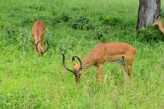 Ciervos y antílopes salvajes libres en la reserva nacional de África con protección de animales de ciervos salvajes