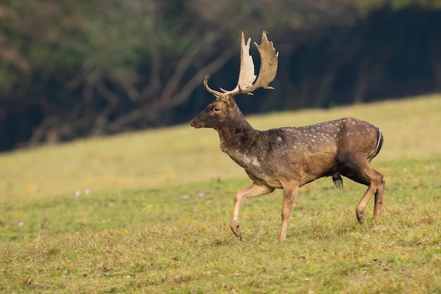 Ciervos en barbecho caminando sobre campo verde en la naturaleza otoñal