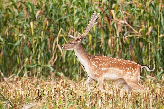 Ciervos en barbecho con cuernos en crecimiento saltando a través del campo de maíz