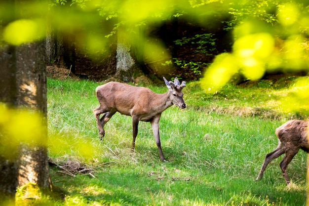 Ciervos en el bosque en busca de comida.