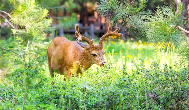 Foto ciervos en bosque de pinos.