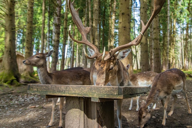 Ciervos en el bosque en verano Enfoque selectivo