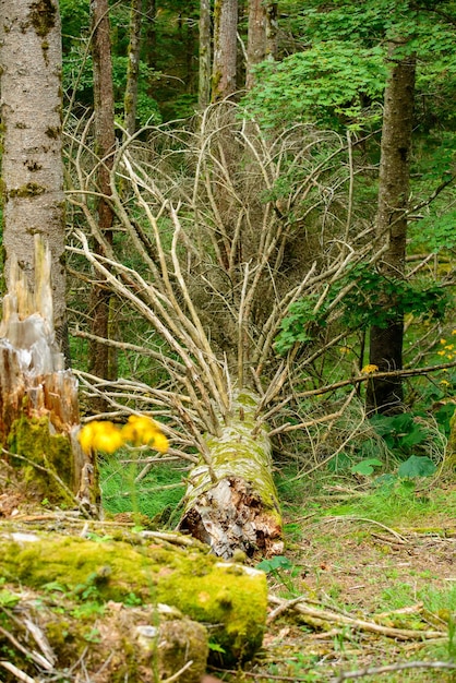 Foto ciervos en el bosque