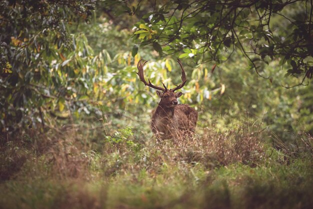 Foto ciervos en el bosque