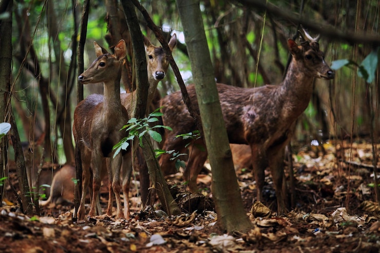 Foto ciervos en el bosque