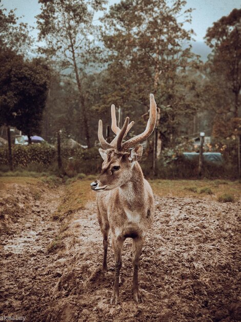 Ciervos en el bosque