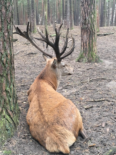 Foto ciervos en el bosque