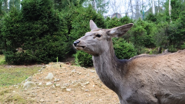 Ciervos camina en el bosque a principios de verano en los Cárpatos.