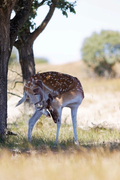 Foto ciervos en el campo en el bosque