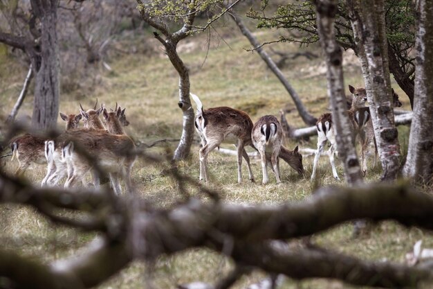 Foto ciervos en el campo en el bosque