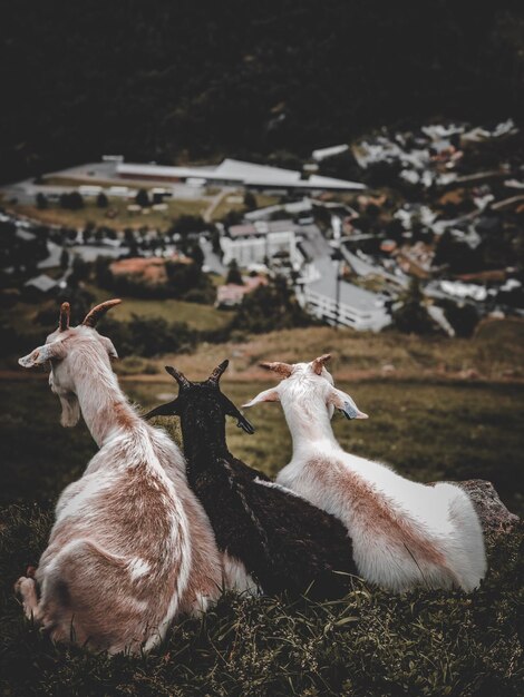 Foto ciervos en un campo