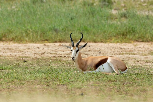 Foto ciervos en un campo