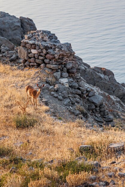 Ciervos en el castillo medieval bizantino de Myrina en Lemnos o Limnos isla griega del norte del Mar Egeo