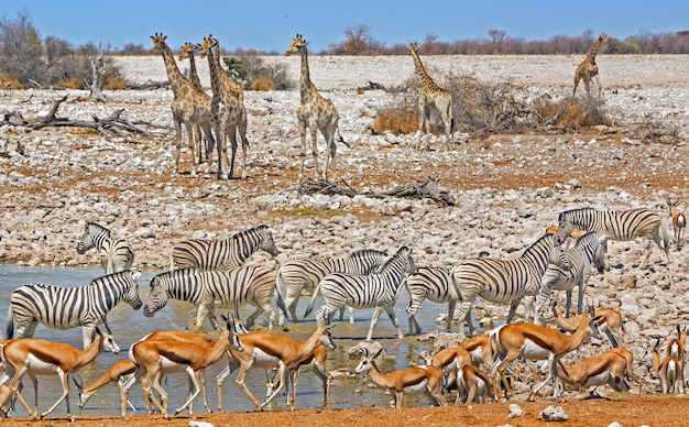 Foto ciervos con cebras y jirafas en el campo