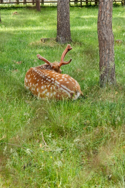 Ciervos en el césped de la pajarera, se encuentra sobre la hierba verde entre los árboles