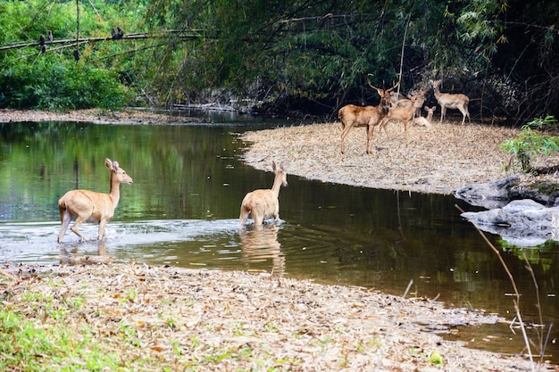 Foto ciervos y ciervas caminando por el agua hasta el bosque. vida silvestre en hábitat natural