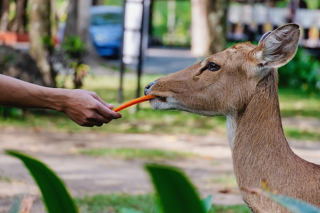 Ciervos de Eld (Rucervus eldii siamensis) siendo alimentados