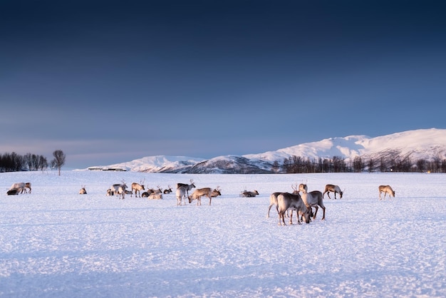 Ciervos en el fondo del cielo durante la puesta de sol Animales en la vida silvestre Paisaje invernal durante la puesta de sol con ciervos Tromso Noruega viajes