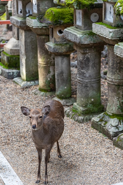 Foto los ciervos en el gran santuario de kasuga en el parque nara