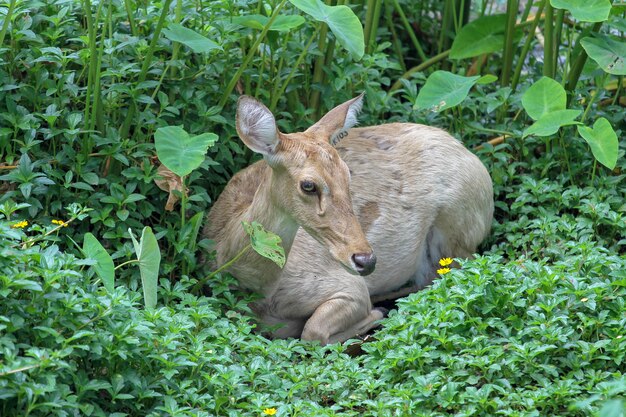 Ciervos hembra sentarse en el jardín