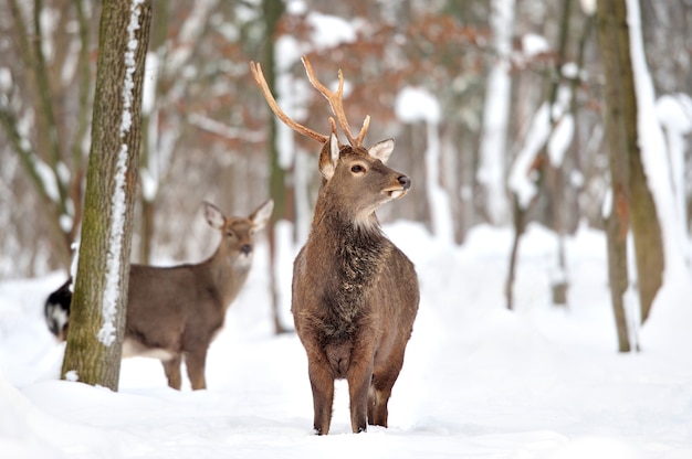 Ciervos jóvenes en bosque de invierno