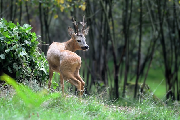 Ciervos jóvenes en bosque de verano