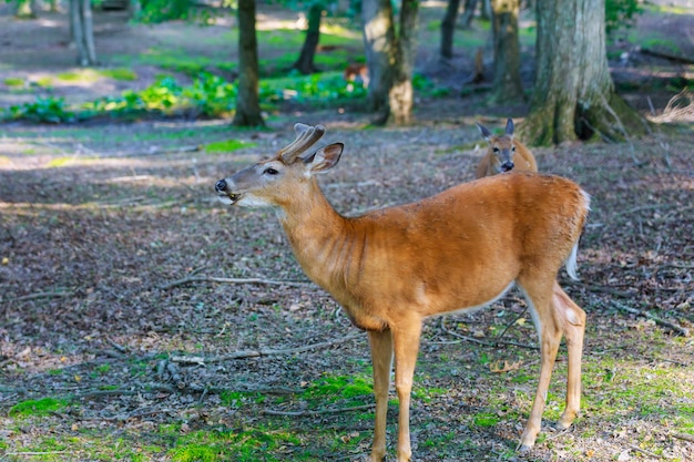 Ciervos jóvenes en el bosque