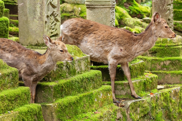 Ciervos jóvenes en Nara Park, Japón.