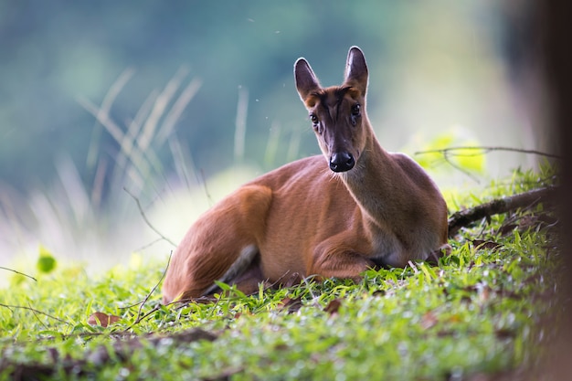 Foto ciervos ladrando, vida silvestre en el parque nacional khao yai, sitio del patrimonio mundial