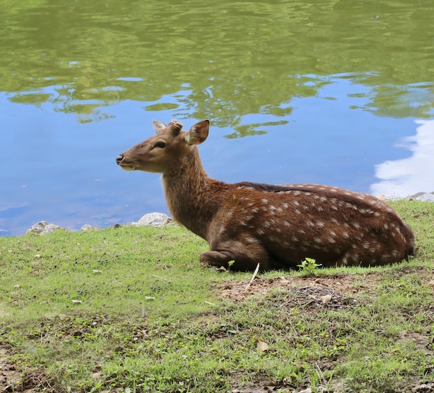 Ciervos manchados cerca del río