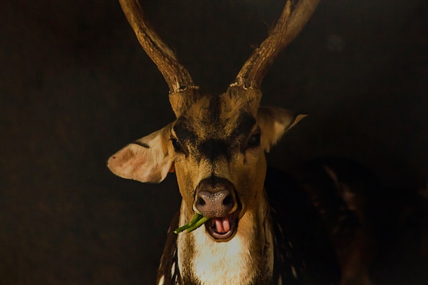 Ciervos manchados en el zoológico