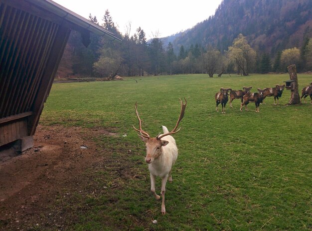 Foto ciervos y ovejas de cuerno grande en la granja