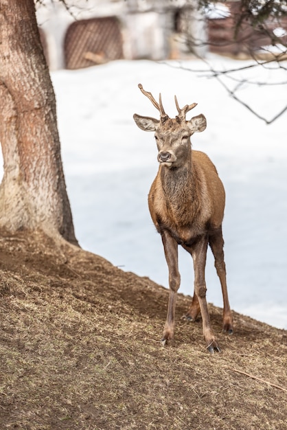 Ciervos pacíficos que descansan debajo de un árbol en invierno, día de invierno frío