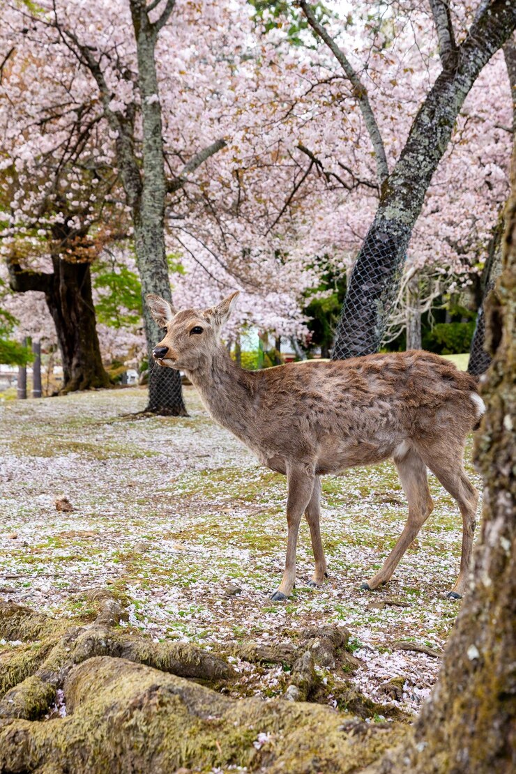 Ciervos en el parque de Nara Cerezos en flor en plena floración Prefectura de Nara Japón