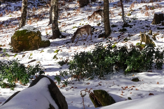 Ciervos pastando en un campo nevado en plena naturaleza