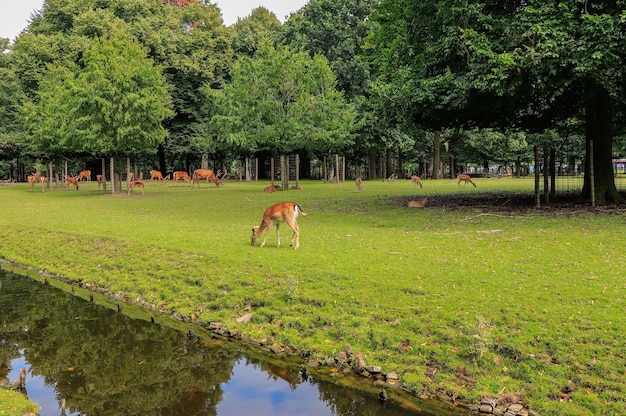 Ciervos pastando en el campo en los Países Bajos