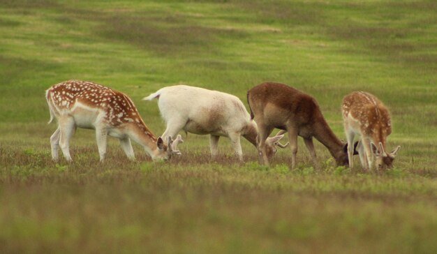 Foto los ciervos pastando en un campo